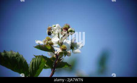 Bees on white raspberry flowers Stock Photo