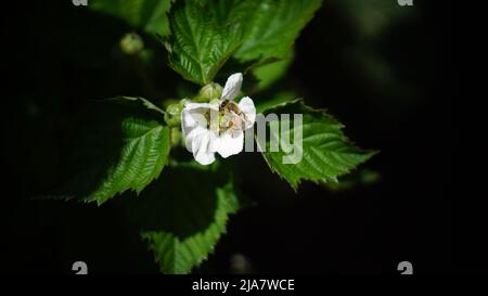 Bees on white raspberry flowers Stock Photo