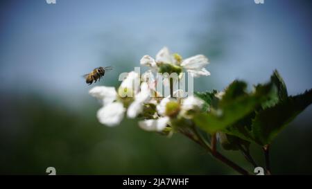 Bees on white raspberry flowers Stock Photo