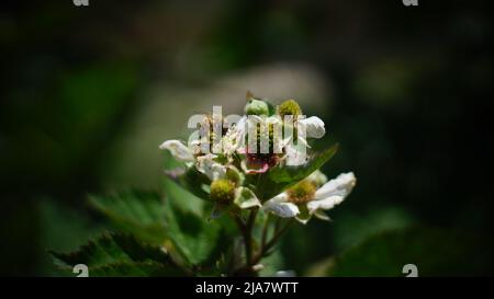 Bees on white raspberry flowers Stock Photo