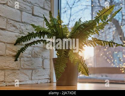 Home plant fern on windowsill against background of street, blurry lights and sunset. Stock Photo