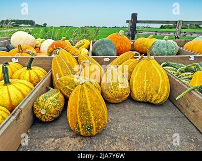 Different kind of pumpkins on a wooden cart in the countryside from the Netherlands Stock Photo