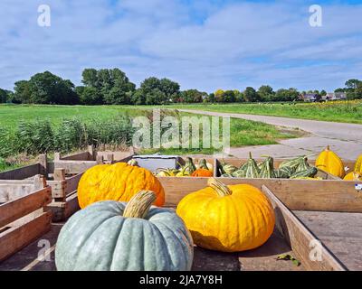 Different kind of pumpkins on a wooden cart in the countryside from the Netherlands Stock Photo