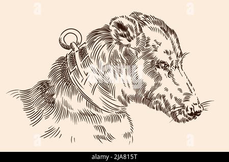 The muzzle of a dog with a collar. Vector image of a medieval engraving on a beige background. Stock Vector