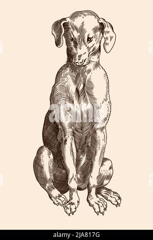 Hound breed dog is sitting. Vector image of a medieval engraving on a beige background. Stock Vector