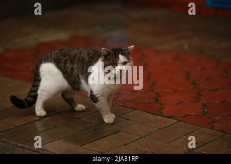Tabby cat in a collar walk on a wet tiled sidewalk Stock Photo