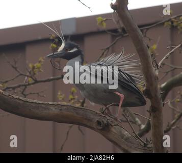 April 25, 2022, New York, New York, USA: May 26, 2022  NEW YORK - a pair of  Yellow Crowned Night Herons building a nest in a tree in the Sheepshead Bay Neighborhood of Brooklyn (Credit Image: © Bruce Cotler/ZUMA Press Wire) Stock Photo