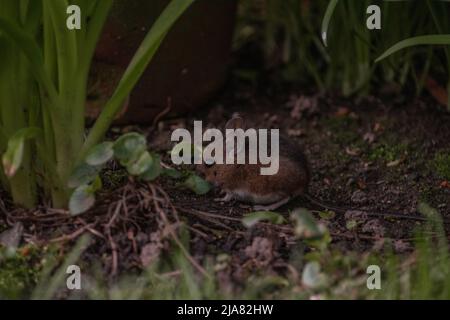 Long-tailed / Common field Mouse (apodemus sylvaticus), hiding amongst blades of grass. Stock Photo