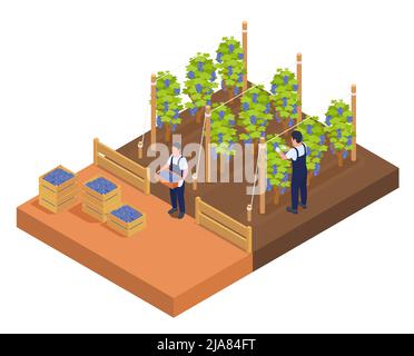 Isometric wine production composition with two harvesters in uniform with wooden boxes gathering ripe grape berries in vineyard 3d vector illustration Stock Vector