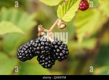 Blackberries growing on shrub in garden, closeup detail Stock Photo