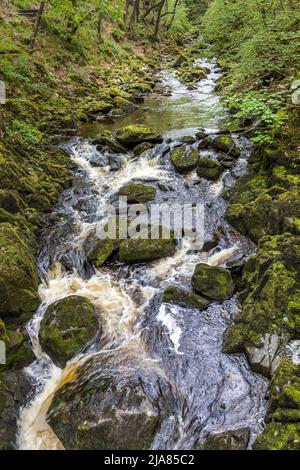 Snow Falls on the River Doe on the Ingleton Waterfalls Trail in the Yorkshire Dales National Park, North Yorkshire, England,Uk Stock Photo