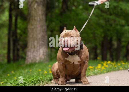 Leash for american store bully