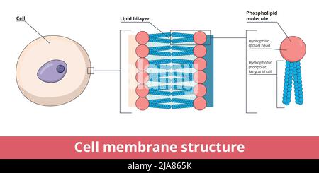 phosphatidylcholine membrane