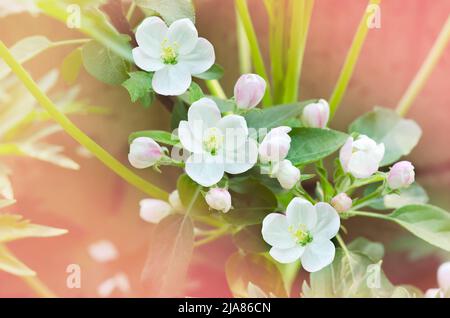 Flowering of a columnar apple tree on a defocused pink garden background. Selective focus, tinted Stock Photo