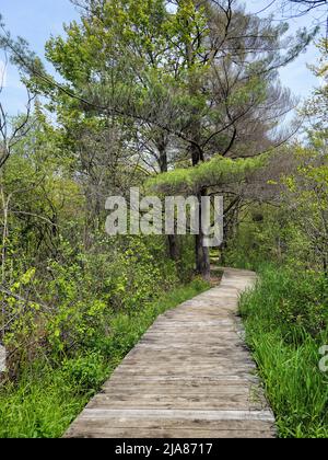 Wooden walkway in spring woods with pine trees Stock Photo
