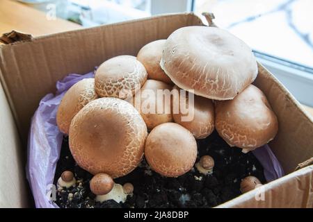 growing mushrooms champignon at home, from mycelium in a cardboard