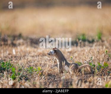 A Long-tailed Weasel (Neogale frenata) hunts for food at Lake Cachuma in Santa Barbara county, CA. Stock Photo