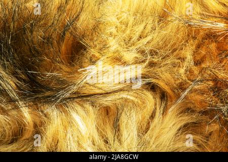 Background black-brown fur. Animal fox fur texture. Stock Photo