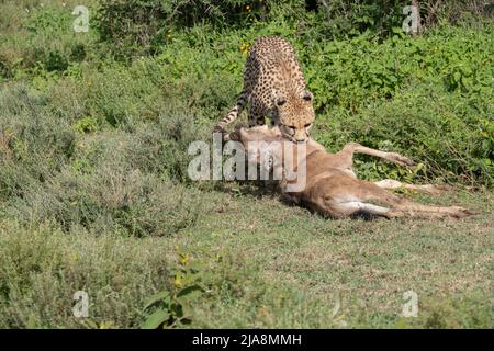 Cheetah killing a wildebeest calf, Tanzania Stock Photo