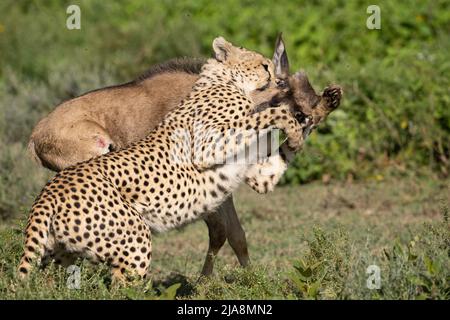 Cheetah killing a wildebeest calf, Tanzania Stock Photo