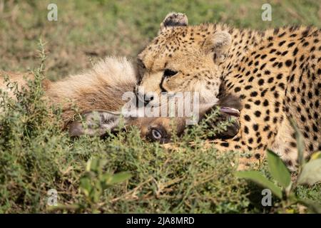 Cheetah killing a wildebeest calf, Tanzania Stock Photo