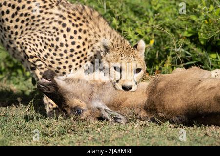 Cheetah killing a wildebeest calf, Tanzania Stock Photo