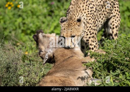 Cheetah killing a wildebeest calf, Tanzania Stock Photo