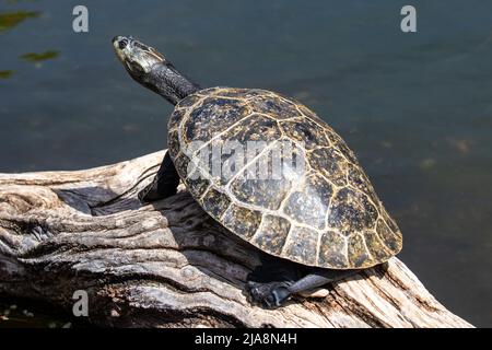 Yellow-spotted Amazon Turtle (Podocnemis unifilis) Stock Photo