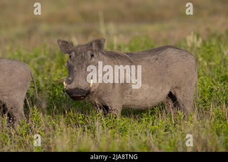 Common Warthog, Serengeti National Park Stock Photo