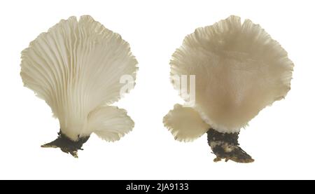 Indian oyster, Pleurotus pulmonarius isolated on white background Stock Photo