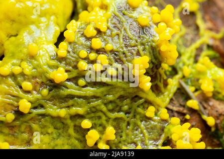 Slime mold, Myxomycota growing on leaf Stock Photo