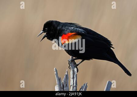 A Red-winged Blackbird Standing on a Dead Tree Stock Photo