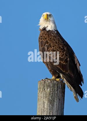 A Bald Eagle Standing on a Wood Piling Stock Photo