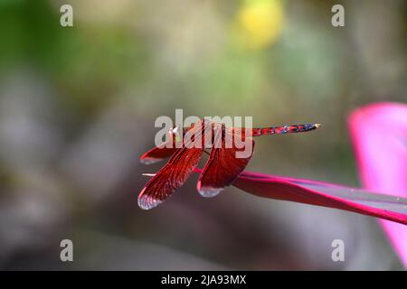 Indonesian red-winged dragonfly perched on red leaf. Neurothemis sp. Stock Photo
