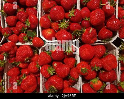 Strawberries in cardboard bowls for sale. Stock Photo