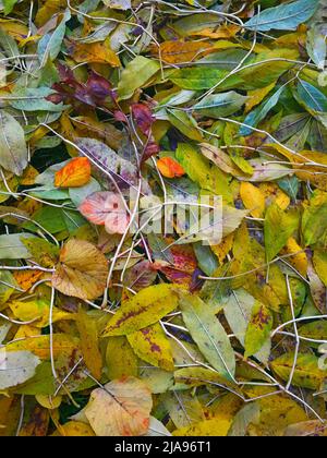 Colorful autumn leaves on the floor. Stock Photo