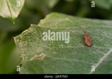 Squash bug Coreus marginatus. Dock bug Coreus marginatus on a green leaf of grass. Stock Photo