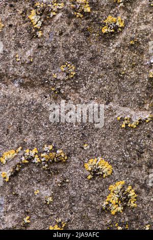 Background concrete aged with traces of fungus, moss and plaster, grainy surface. High quality photo Stock Photo