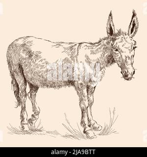Donkey in the grass in vintage style on a white background. Stock Vector