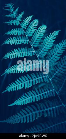 Creative wallpaper for mobile phone. Dark blue fern leaves texture, plants in nature landscape, forest. Fresh tropical foliage. Natural pattern, backg Stock Photo