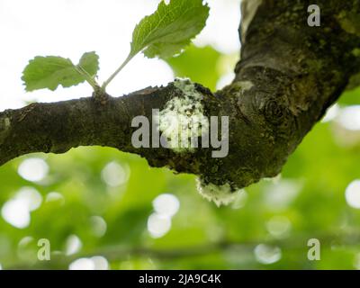 woolly aphid Eriosoma lanigerum a serious apple pest Stock Photo