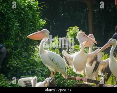 Pelican, big water birds wide open their wings Stock Photo