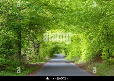 Empty country road through a tunnel of trees in early summer time with lush, bright green leaves in the English countryside Stock Photo