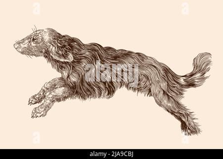 Shaggy dog with long hair in a jump. Vector illustration isolated on a beige background. Stock Vector