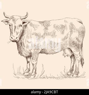A cow stand on the grass in a pasture. Pencil sketch drawing isolated on a beige background. Stock Vector