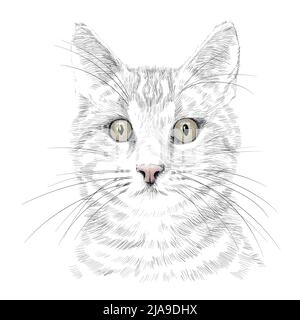 The head of a cat with a mustache. Pencil hand drawing sketch isolated on a white background. Stock Vector
