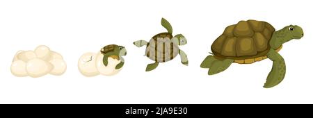 Set of isolated icons with characters of mature turtle with little one hatching from egg shell vector illustration Stock Vector