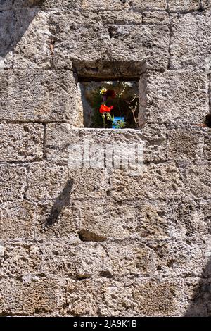 Poppy flower growing out from a stone window. Stock Photo