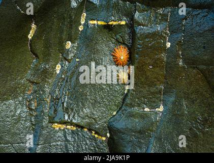 A little cluster of sea shells, and barnacles on the black rocks at Bamburgh, Northumberland, UK Stock Photo