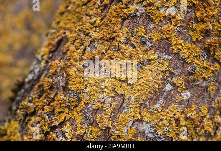 close-up of yellow and orange coloured lichens growing on a tree bark Stock Photo